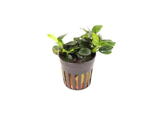 Anubias nana mini