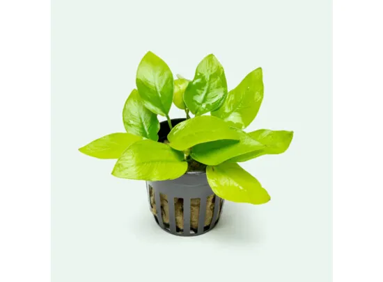 Anubias nana Gold - yellow heard