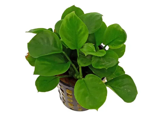 Anubias congensis round