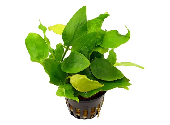 Anubias nana yellow heart