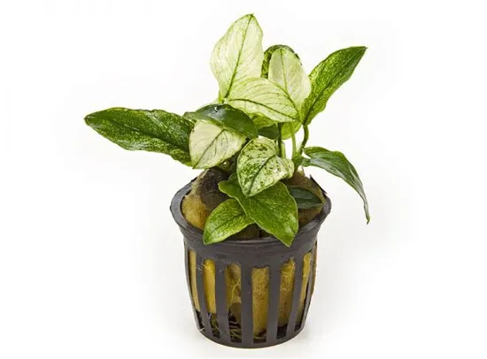 Anubias nana pinto