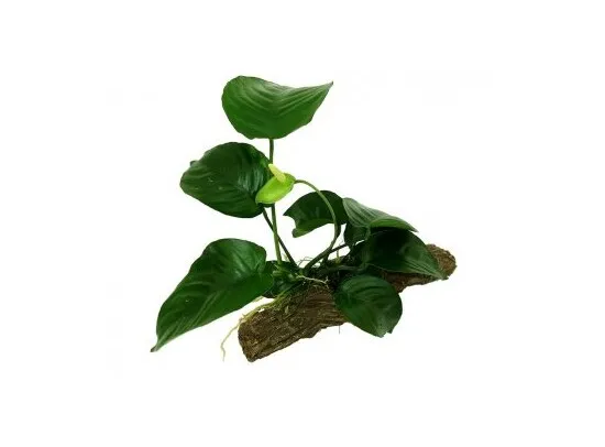 Anubias Stonewood Size M