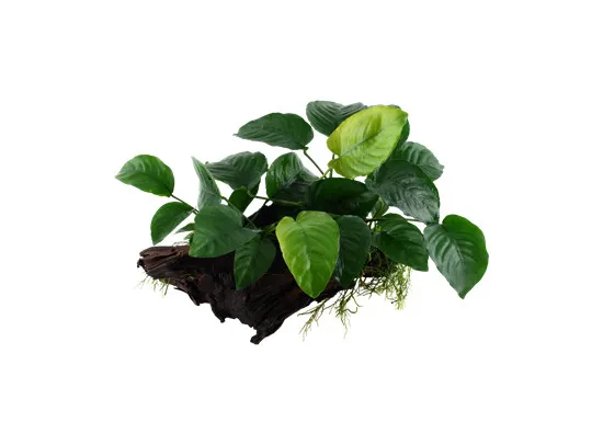 Anubias wood size M +/- 15/25 cm