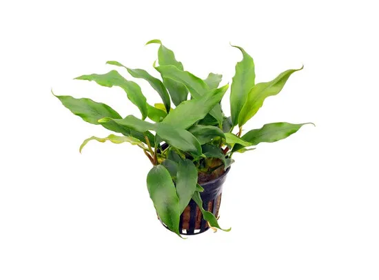 Anubias barteri glabra