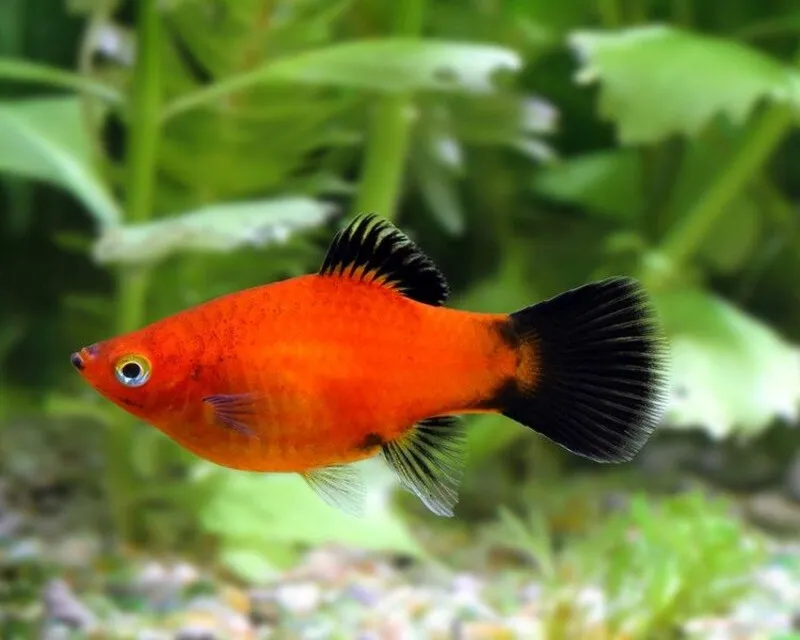Xiphophorus maculatus Platy Red Wagtail Coral