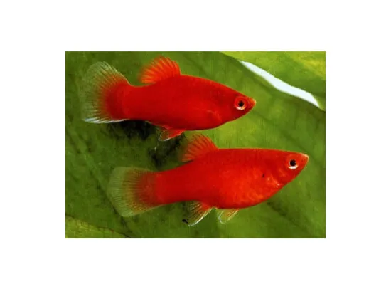 Xiphophorus maculatus Platy Coral Red