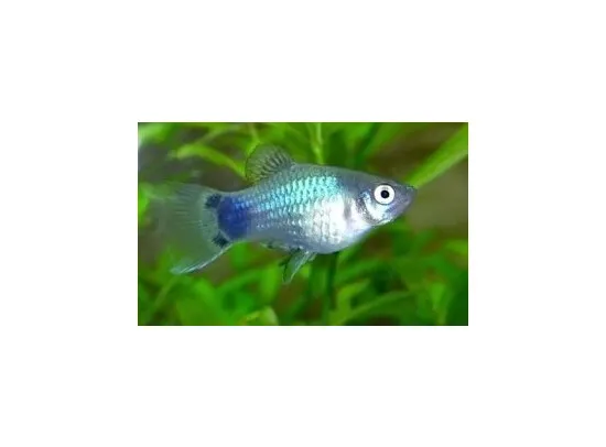 Xiphophorus maculatus Platy Coral Blue