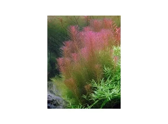 Rotala wallichii