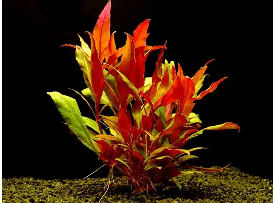 Alternanthera rosaefolia