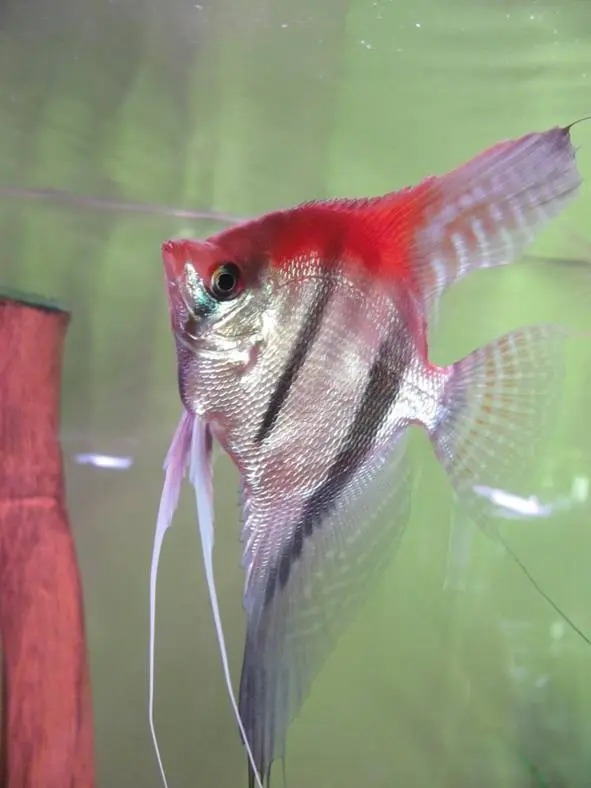 P. scalare 'Manacapuru'