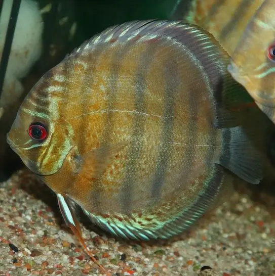 Symphysodon tarzoo "Rio Nanay"