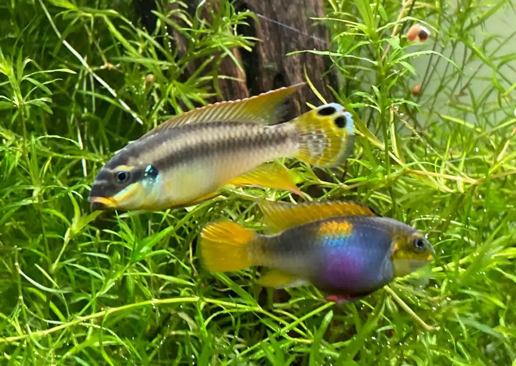 Pelvicachromis drachenfelsi 'wouri' F1