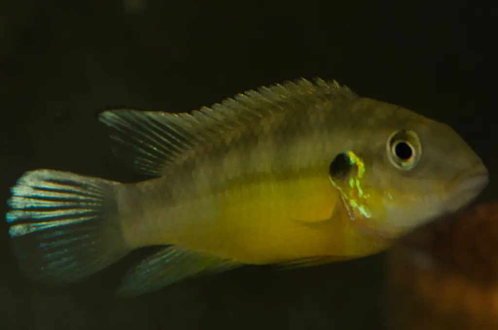 Benitochromis ufermanni 'Mendemba' F1