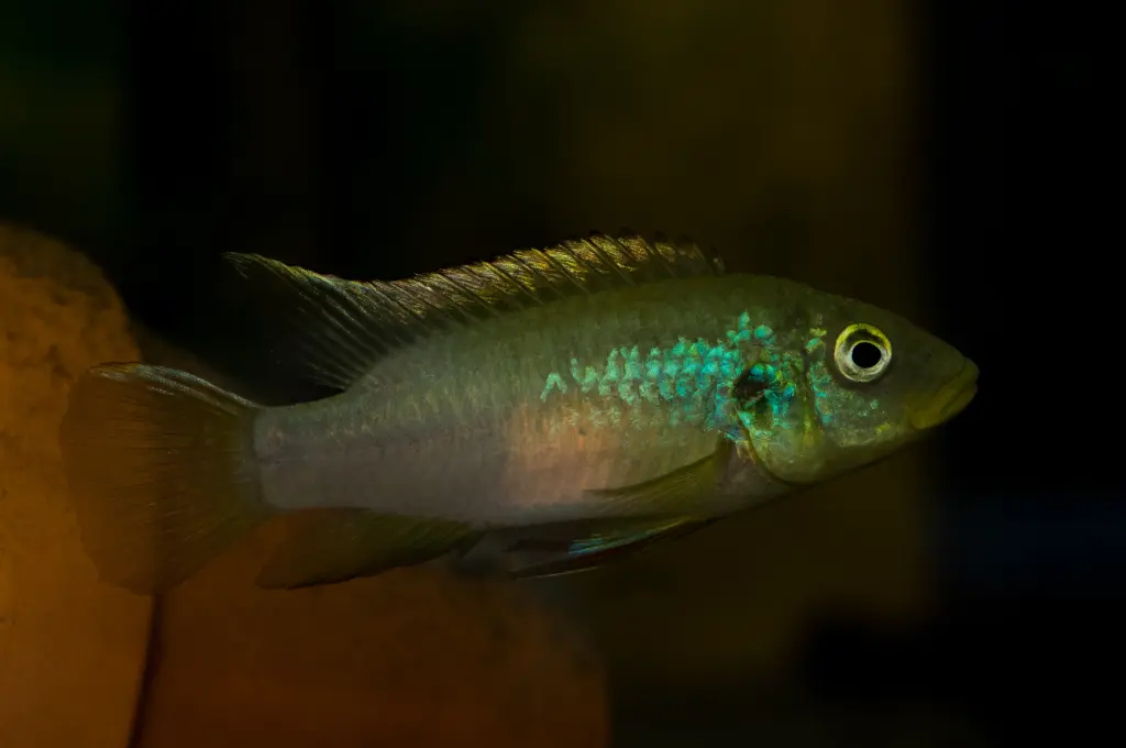 Benitochromis finleyi 'mungo' F1