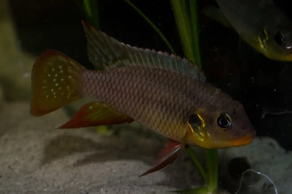 Benitochromis riomuniensis 'Bidou' F1