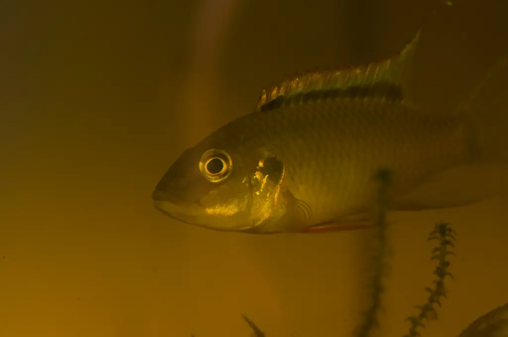 Benitochromis nigrodorsalis 'Dehaene' F1