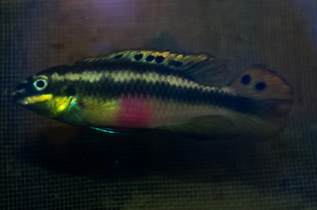 Pelvicachromis pulcher 'Ndonga' F1