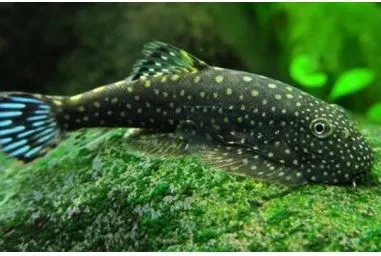 GASTROMYZON CTENOCEPHALUS