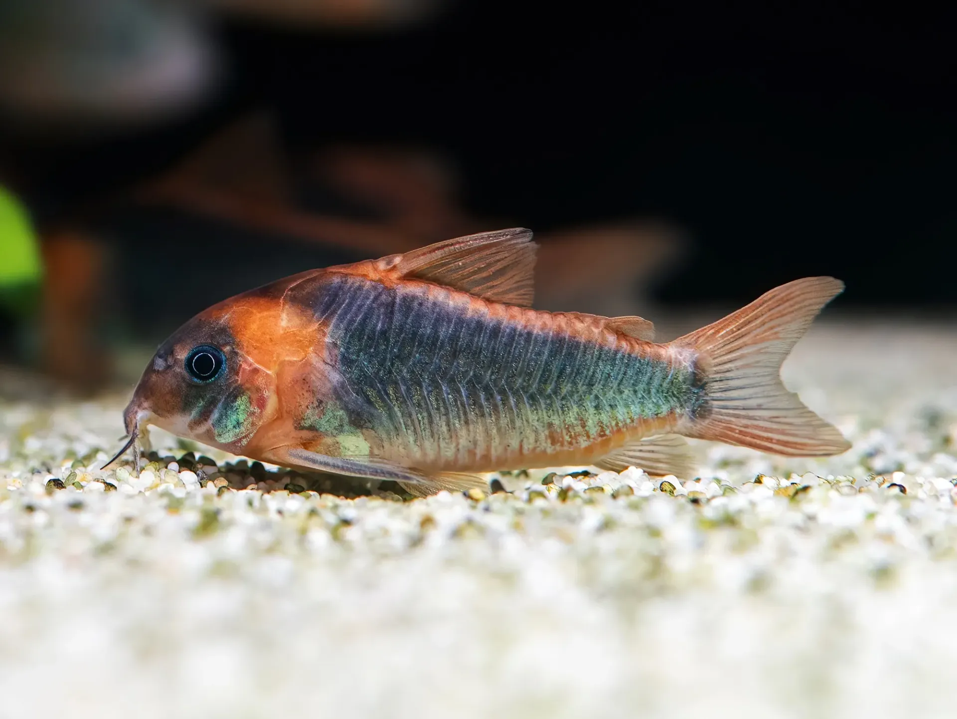 Osteogaster Eques f1