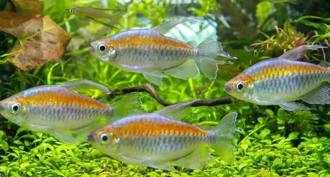 Phenacogrammus interruptus