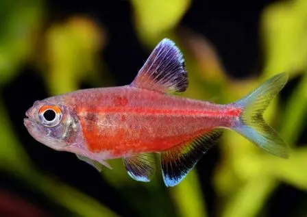 Hemigrammus coeruleus