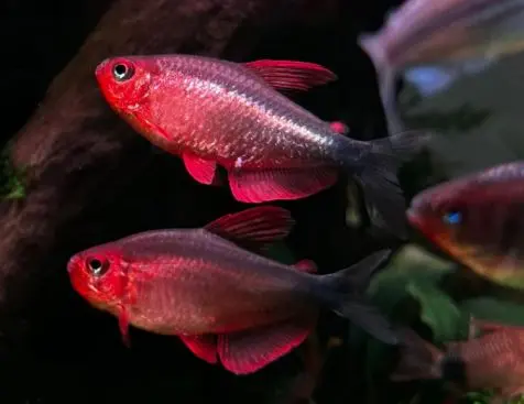 Hyphessobrycon peugeoti