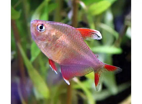 Hyphessobrycon bentosi rosaceus white-fin