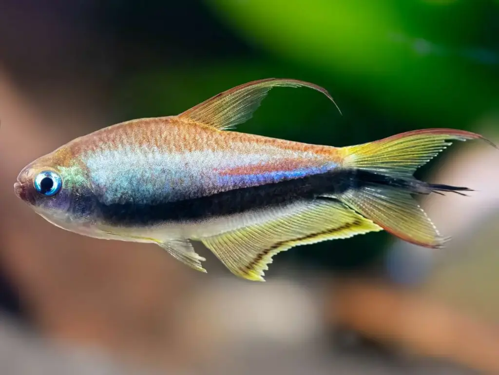 [Keizertetra] Nematobrycon palmeri