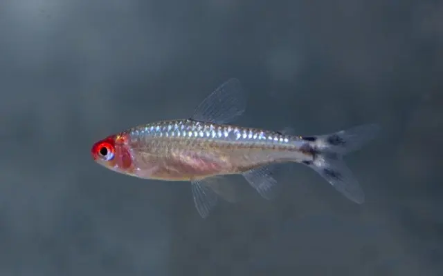 Hemigrammus bleheri diamond